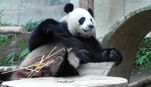kak-panda-lyubit-bambuk520