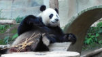Панды в Таиланде: как панда зарабатывает в зоопарке Чианг Май