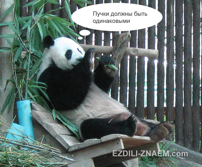 панда ест бамбук в зоопарке Чангмая