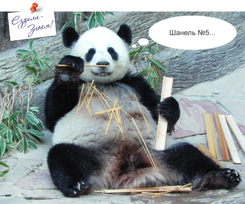 На фото: панда грызет бамбук в зоопарке Чианг Мая