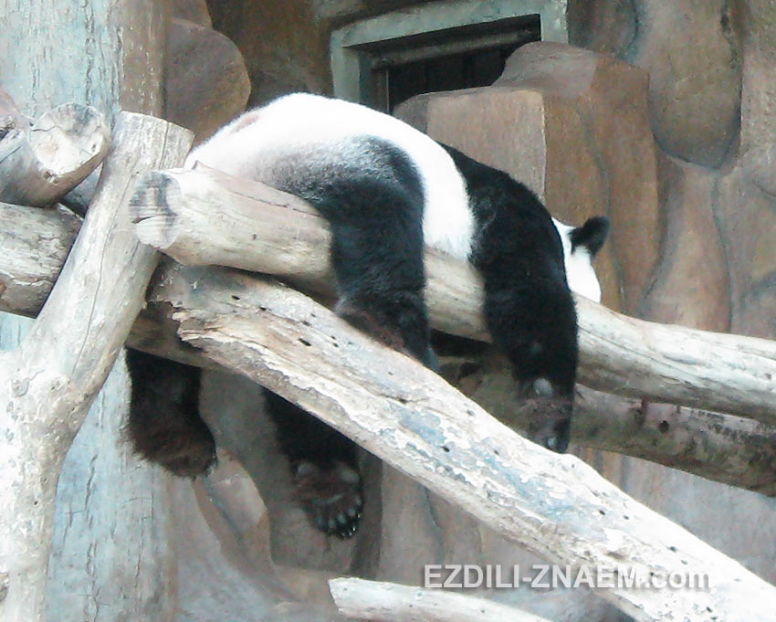 панда отдыхает в зоопарке Чианг Мая