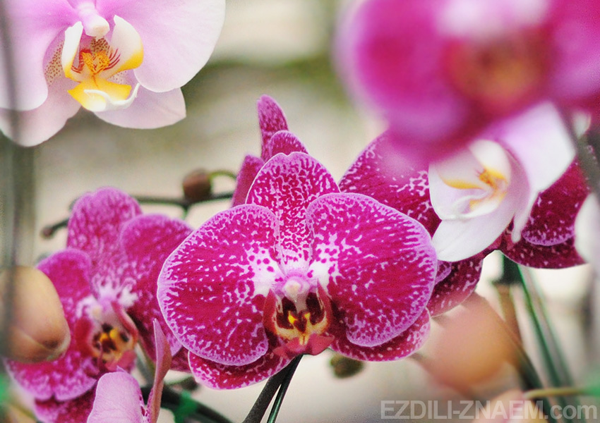 Орхидея. Фестиваль цветов в Таиланде