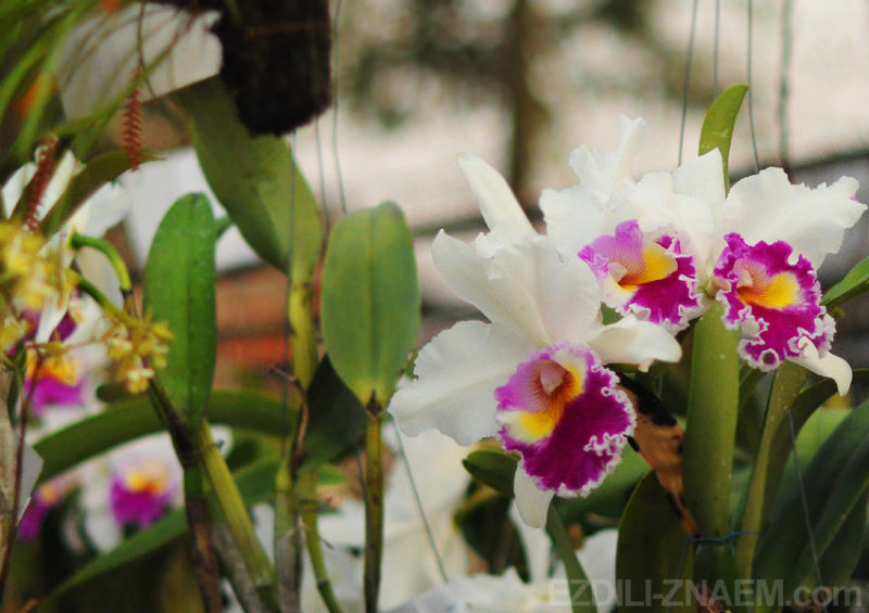 Орхидеи на фестивале цветов в Таиланде