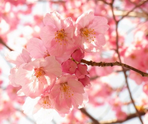 Ханами - это любование цветами сакуры
