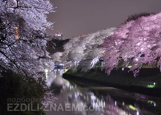 Вечерняя подсветка цветущих деревьев сакуры в парках Японии