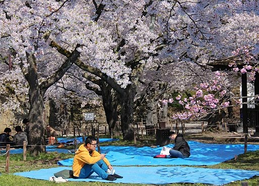 пикник во время цветения сакуры в городе Айзу, Япония