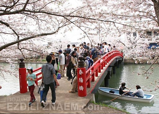 На фестивале цветения сакуры в Хиросаки. Япония