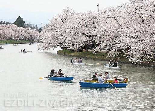 Цветущие сакуры в парке города Хиросаки