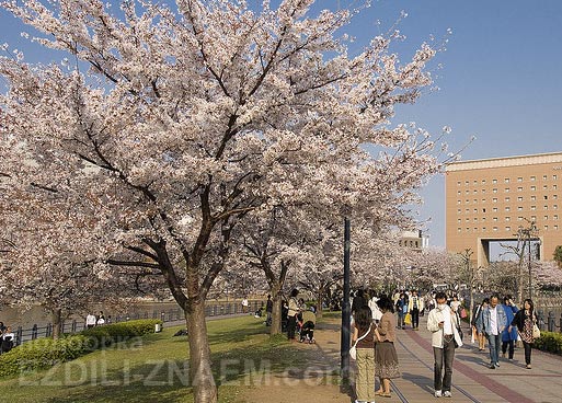 Цветение сакуры в парках Йокогамы. Япония