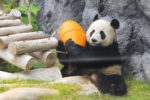 Панды в Макао: как самостоятельно посмотреть панд на острове Тайпа