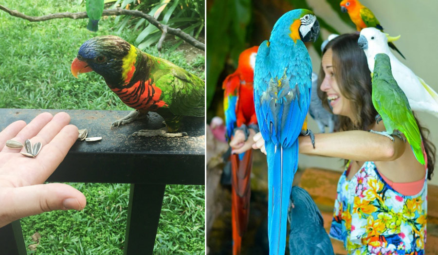 Парк птиц в Куала Лумпур