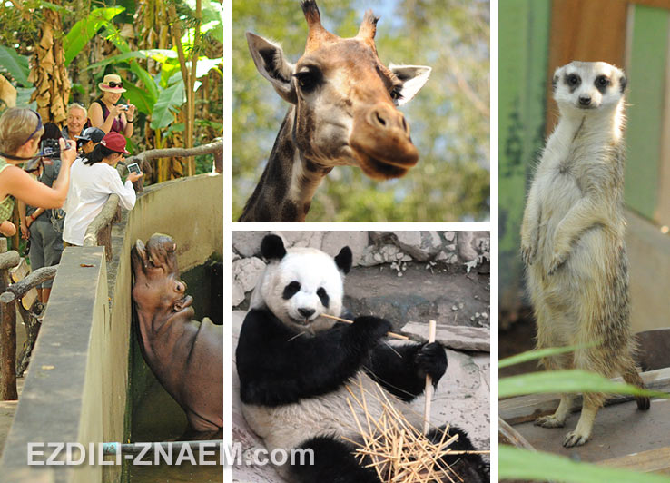 Зоопарк в Чиангмае, Таиланд