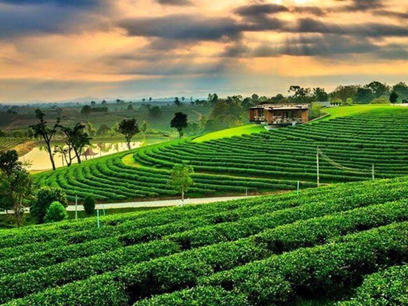 Чайные плантации на севере Таиланда