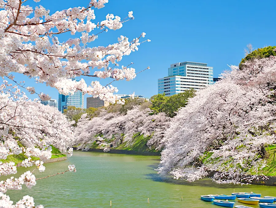На фото: цветение вишни в парке Chidorigafuchi в Токио. Япония