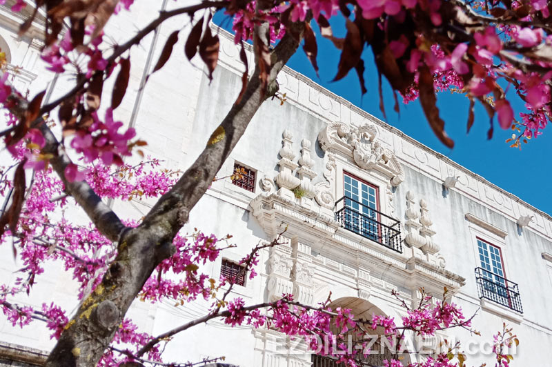 Апрельское цветение в Лиссабоне