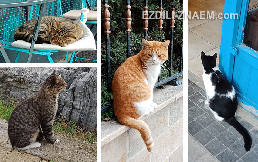 стамбульские котики - главная фишка города