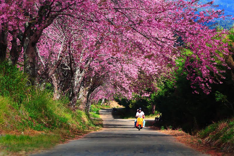 Цветение сакуры по дороге в Doi Chang