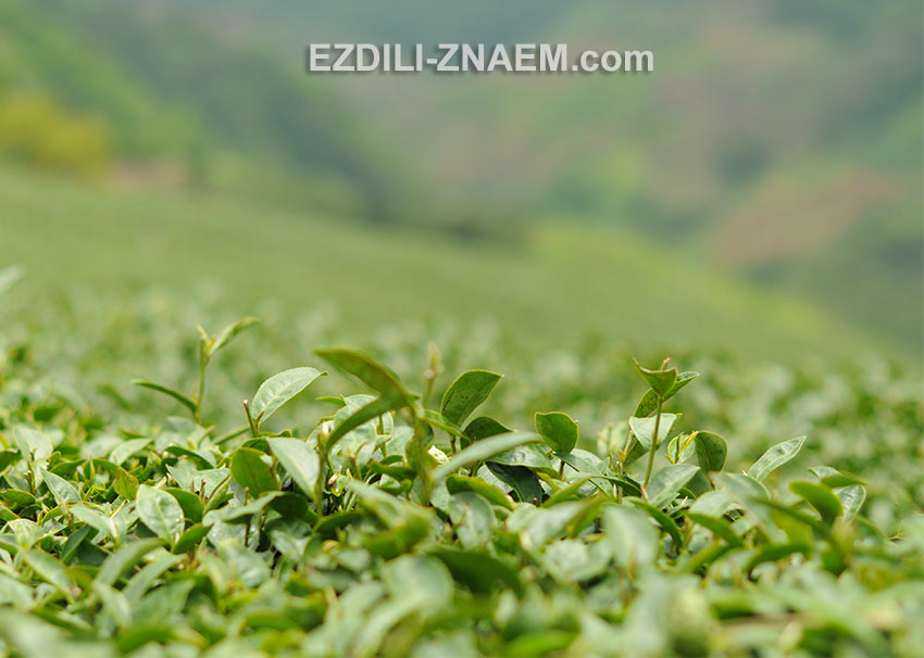 На фото: чайные плантации Мэ Салонг