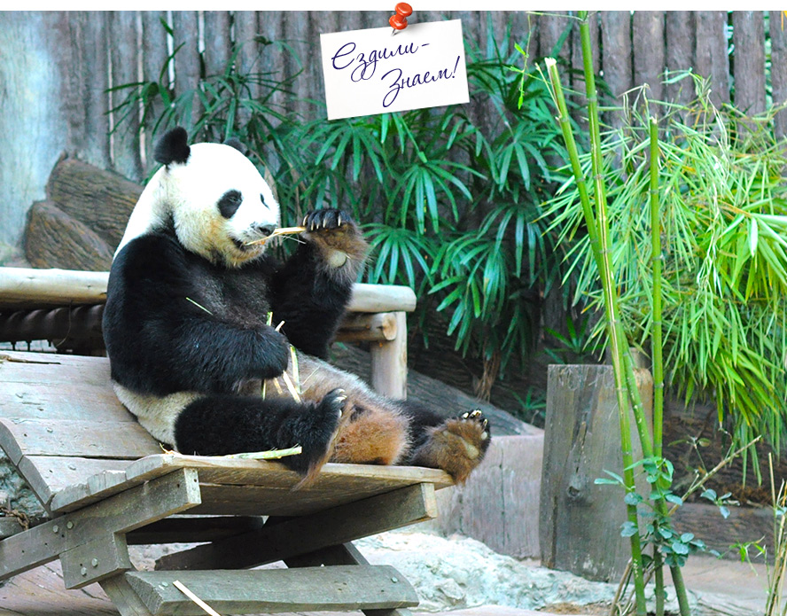 Панда в Таиланде 