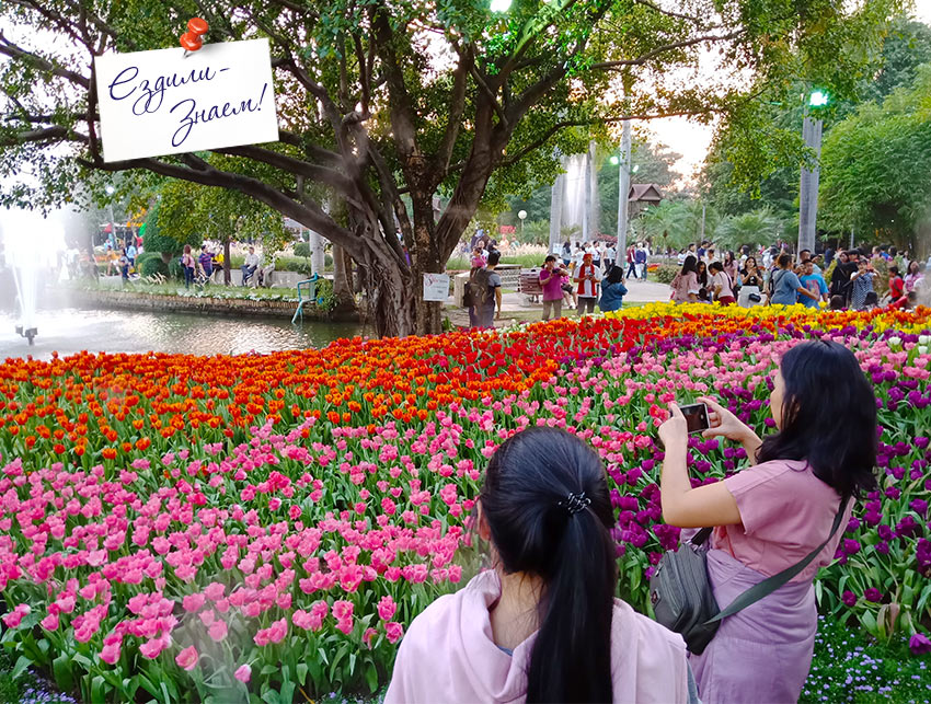 Цветочные поляны на фестивале цветов. Парк Buat Hat в Чианг Мае