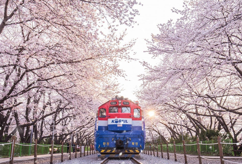 Едем смотреть цветение сакуры. Поезд Korail Чинхэ