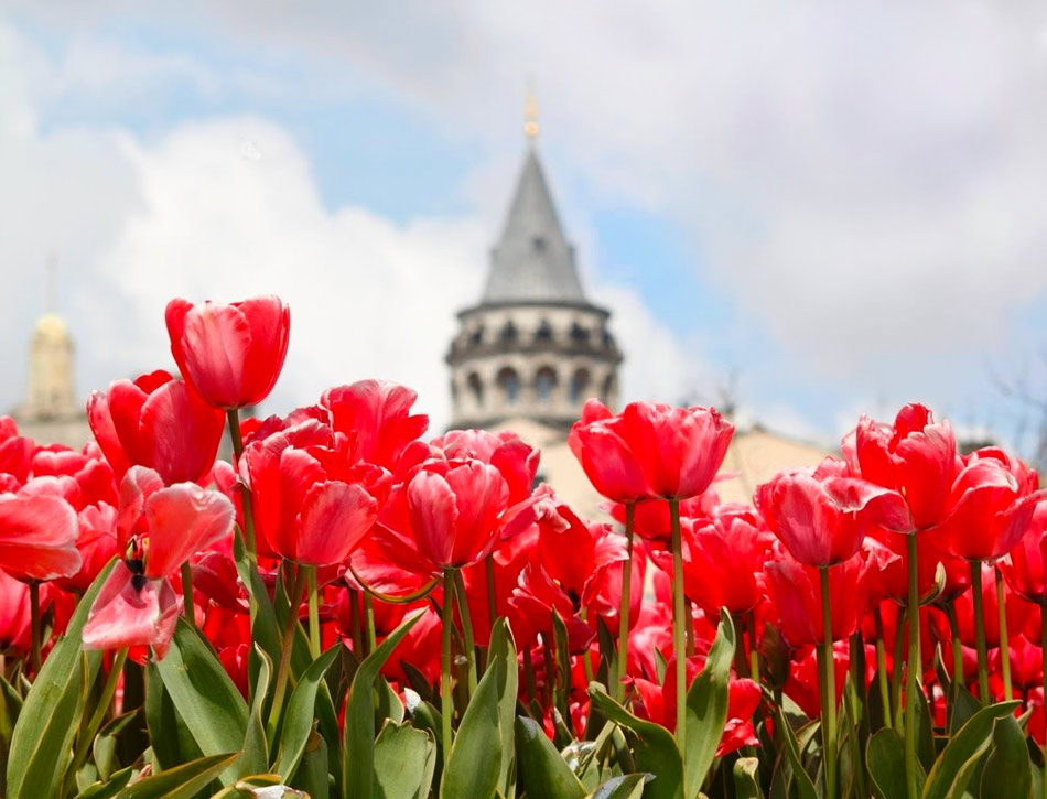 Стамбул в апреле: тюльпаны на фоне Галатской Башни