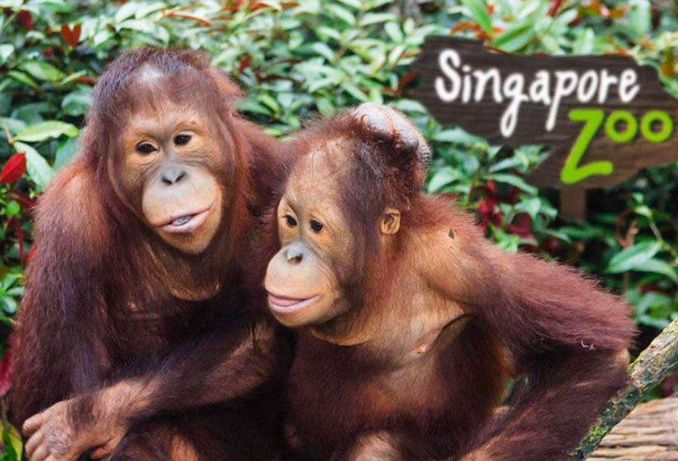 Орангутанги в зоопарке Сингапура
