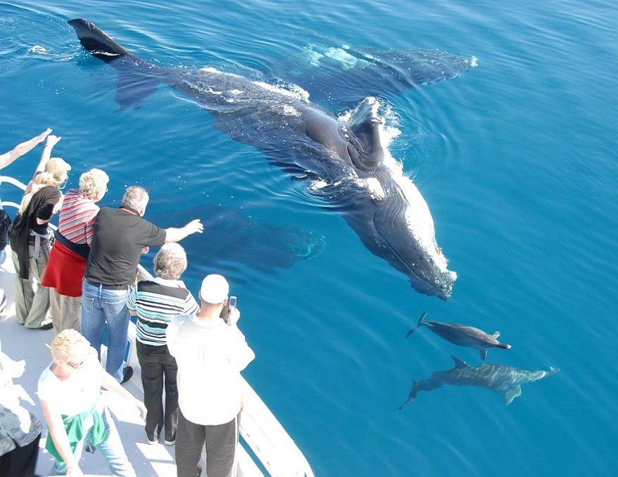Туристы смотрят на касаток и дельфинов