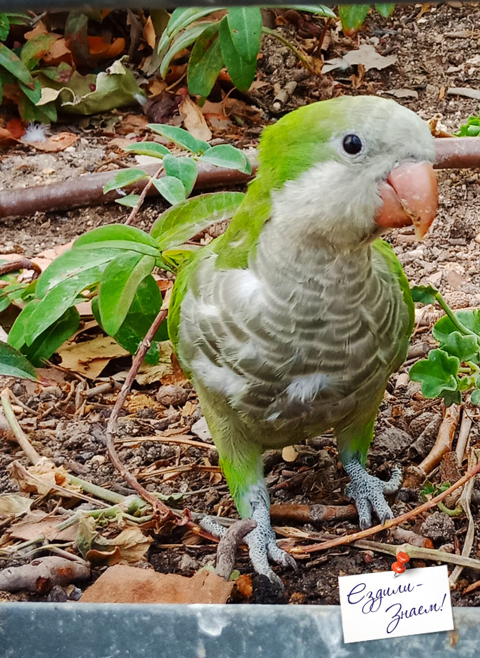 Зеленый попугайчик в парке Каса де Кампо, Мадрид