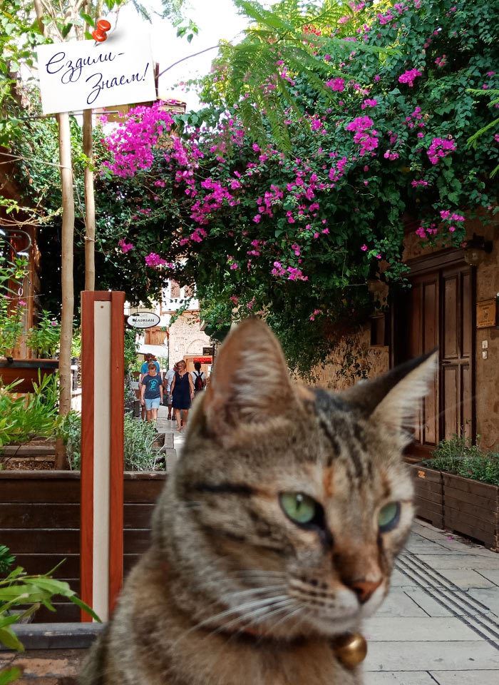 Турецкий котик в Анталье