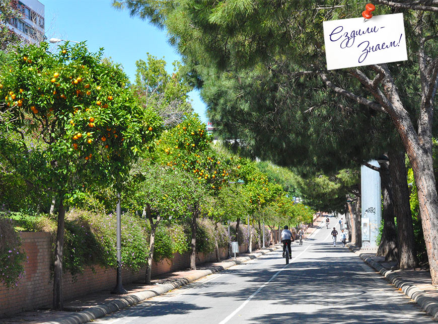 Апельсиновые деревья на улицах Валенсии. Парк Турия