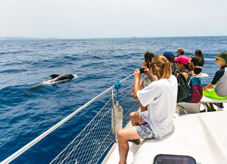 Морская экскурсия с дельфинами на Тенерифе. 