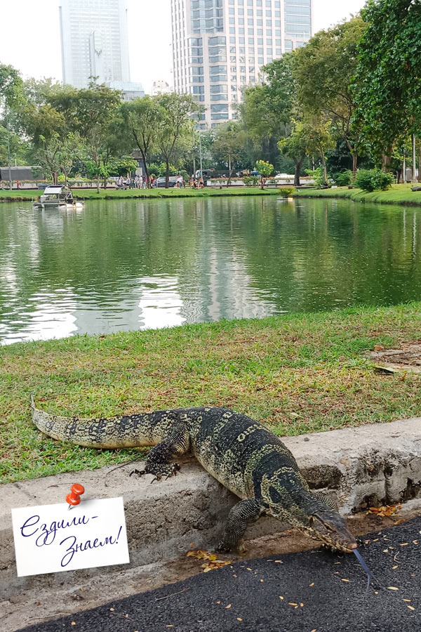 Варан в парке Лумпини, Бангкок