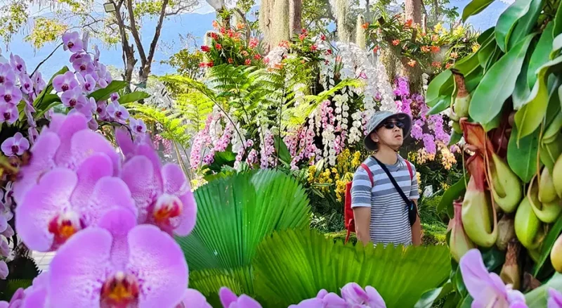 Charming Chiang Mai Flower Festival - Фестиваль Цветов в Таиланде, Чиангмай
