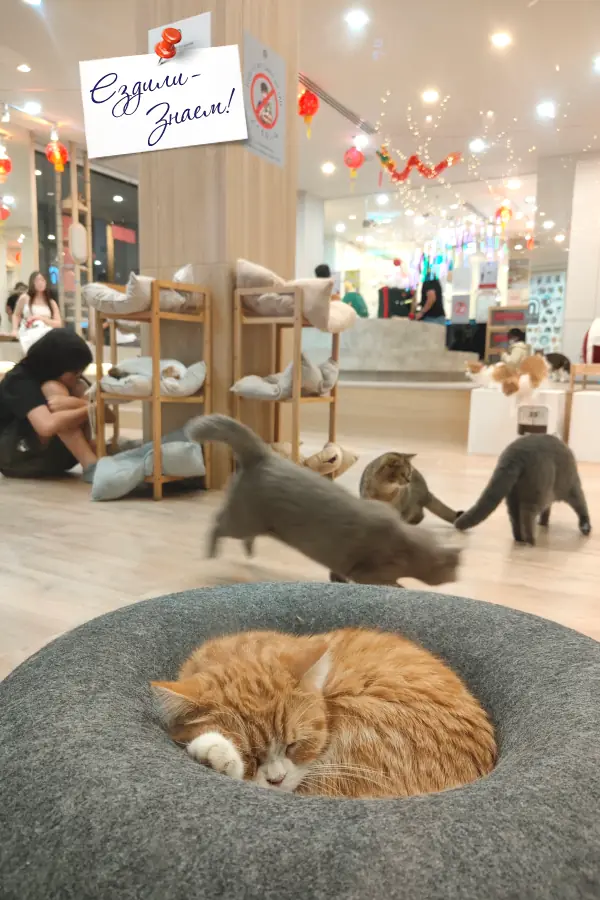 Кошачье кафе в Чиангмае