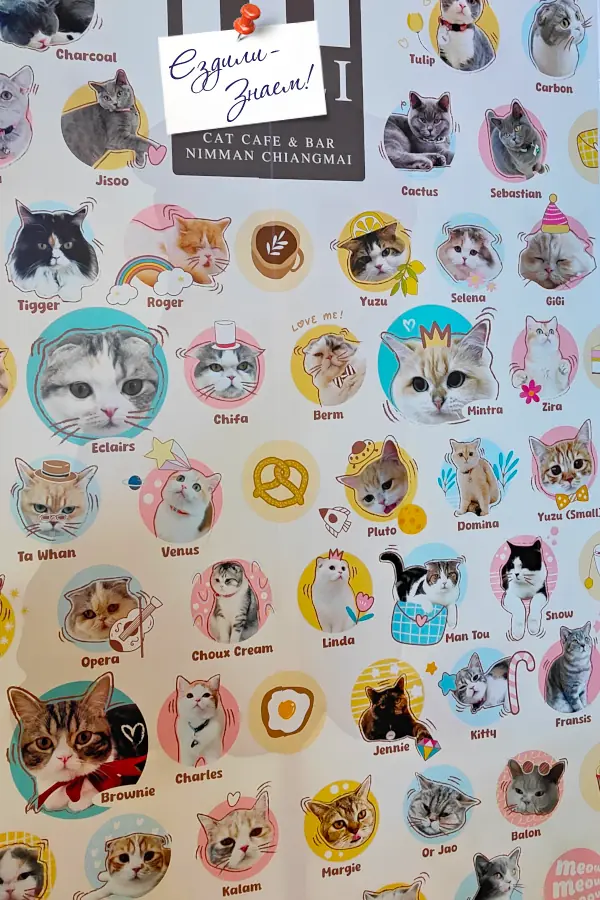 Каталог котиков в кошачьем кафе, Чиангмай