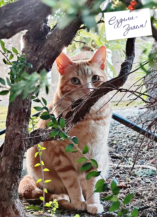 Котик в Ронде на вилле дона Боско